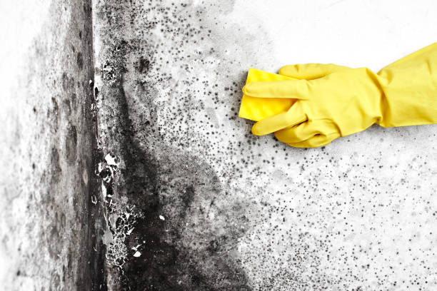 Best Mold Cleaning Services  in Columbia, CA
