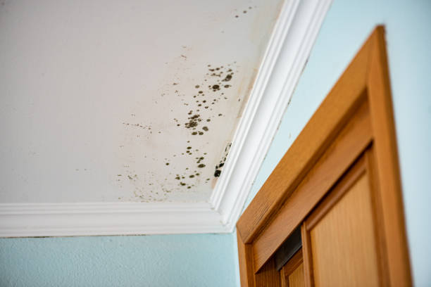 Best Mold Remediation  in Columbia, CA