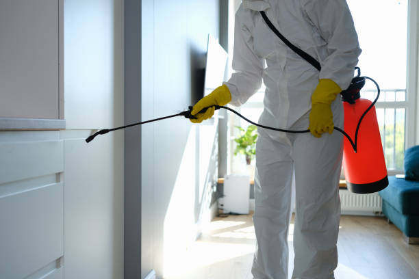 Mold Removal Process in Columbia, CA