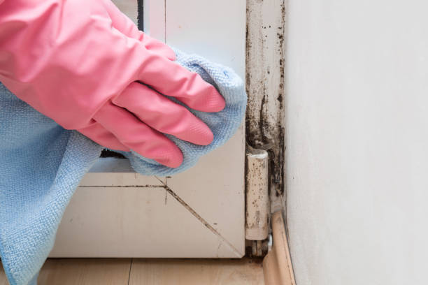 Best Mold Removal Near Me  in Columbia, CA